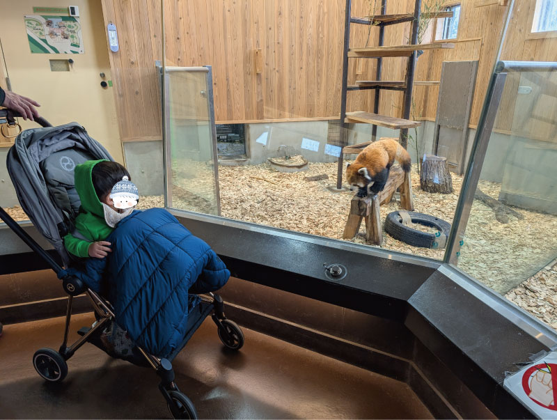 東山動植物園 レッサーパンダを見る子ども