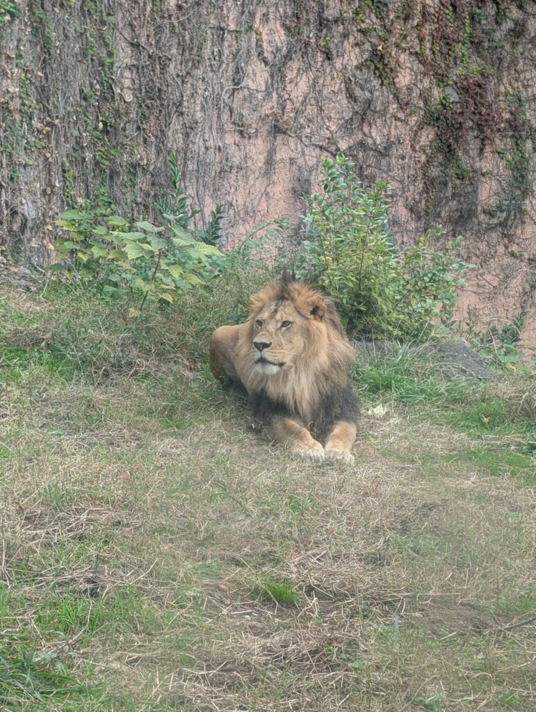 東山動植物園のライオン