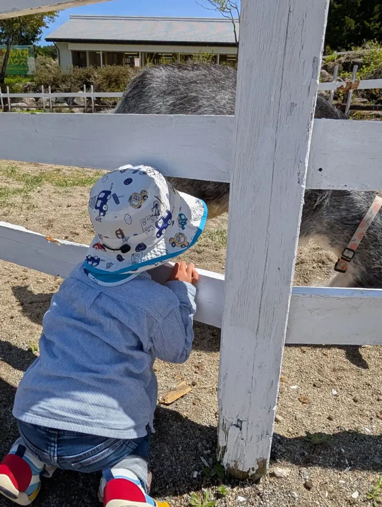 牧歌の里放牧場ヤギに興奮する1歳児