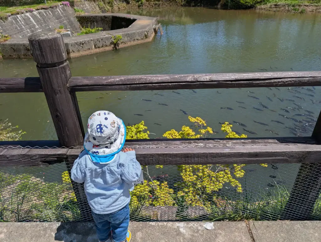 たくさんの鯉に興奮する1歳児