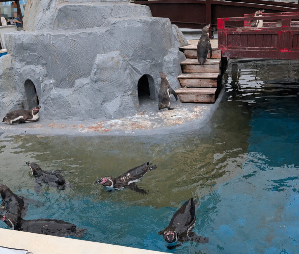 南知多ビーチランド　ペンギンプールに喜ぶ2歳