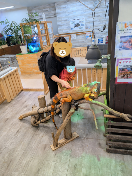 南知多ビーチランド　イグアナに触る2歳児