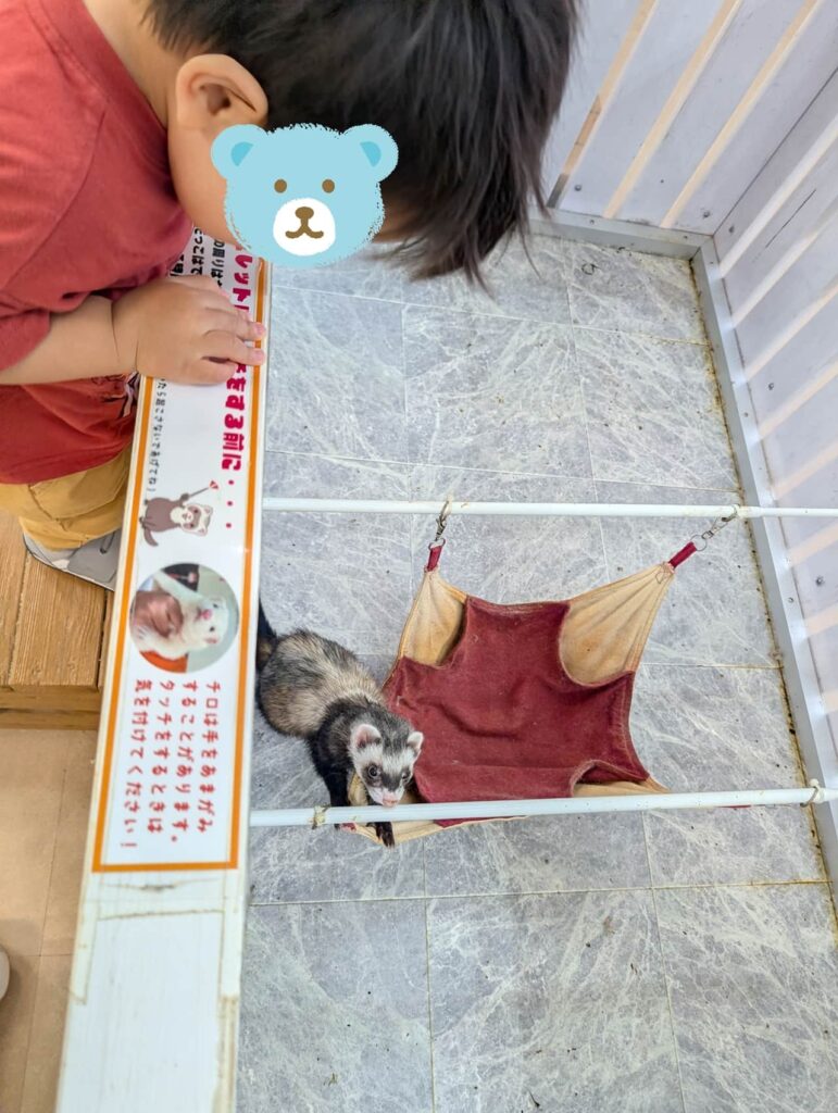 南知多ビーチランド　ZOOっともパークでフェレットに興味津々