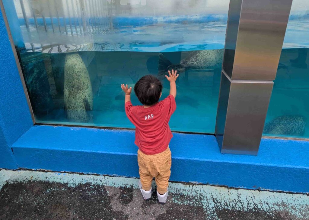 南知多ビーチランド　アザラシの水槽に張り付く2歳