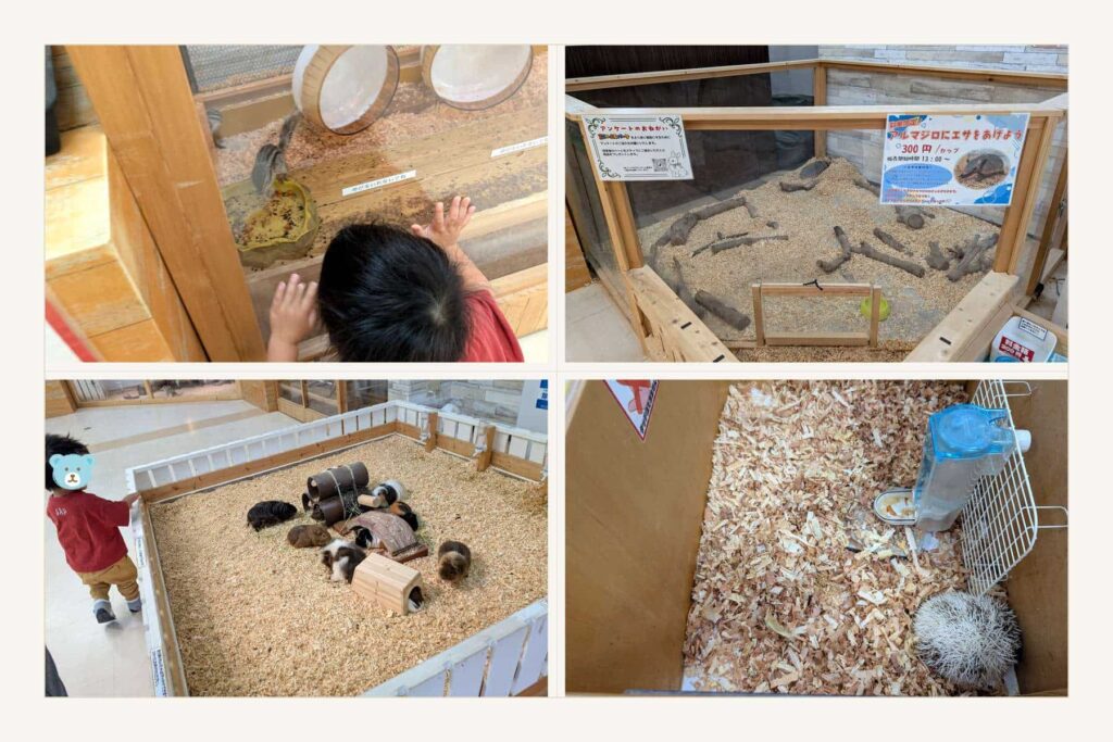 南知多ビーチランド　ふれあい動物たちと２歳児
