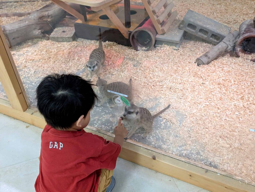 南知多ビーチランド　ミーアキャットを指さす2歳児