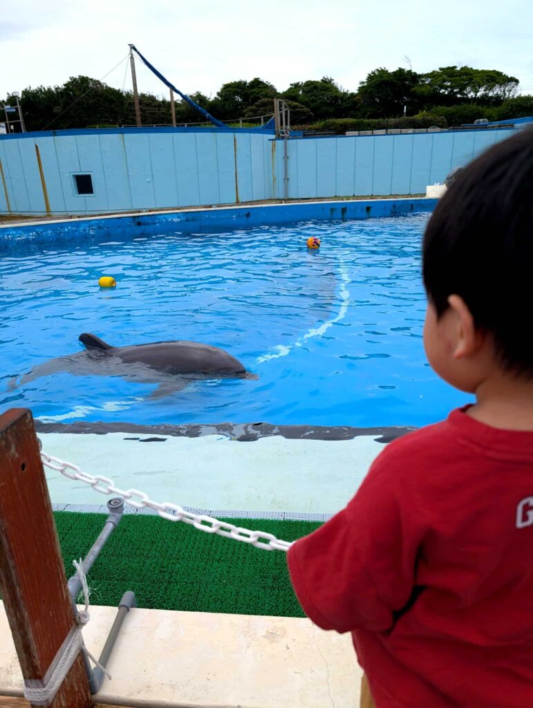 南知多ビーチランド　イルカに夢中な2歳
